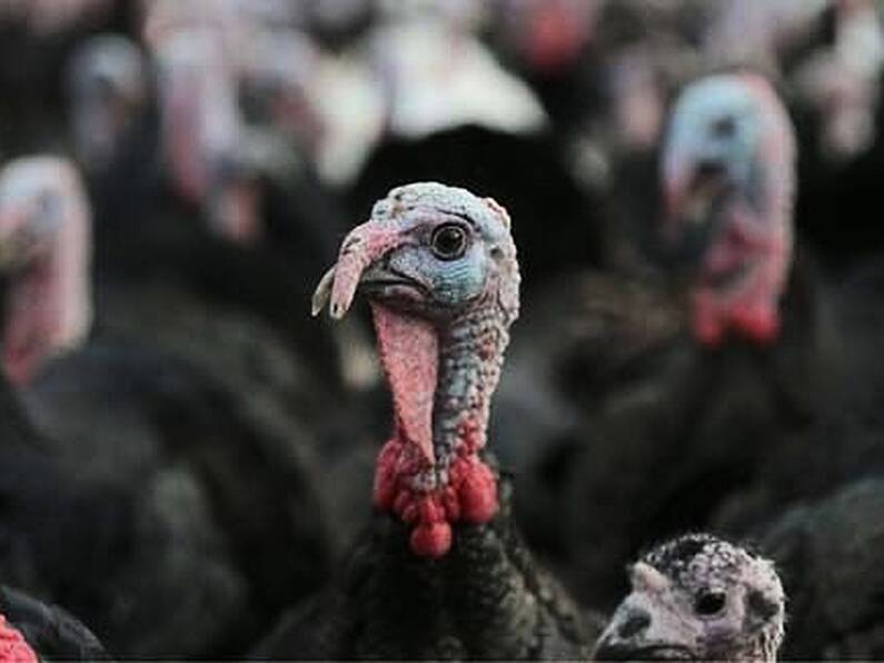 'Red Alert' as avian flu in Ireland sparks Christmas turkey availability fears