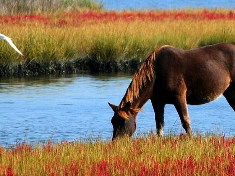 Local authorities seized over 600 horses in the first nine months of this year