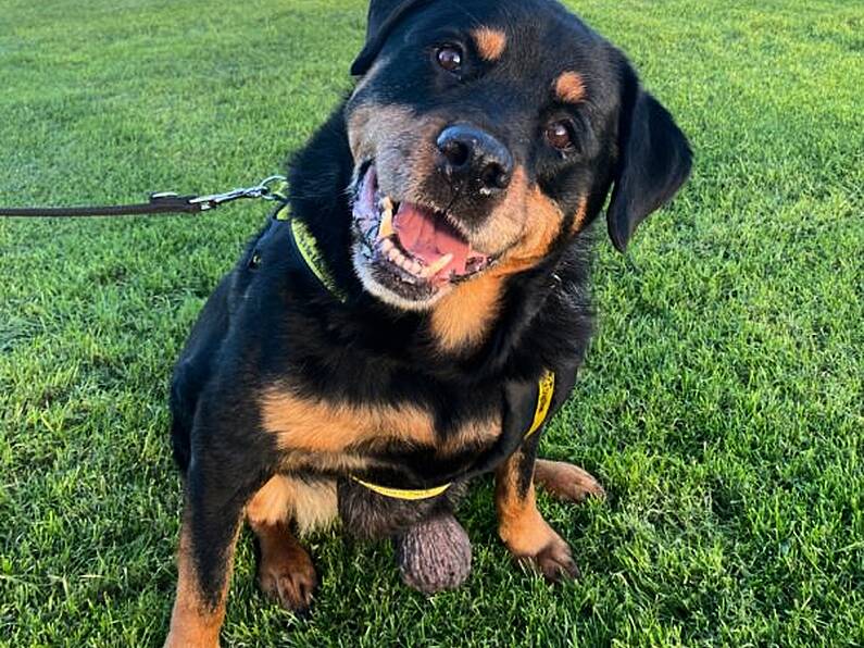 Dog with untreated tumours abandoned at dog sanctuary