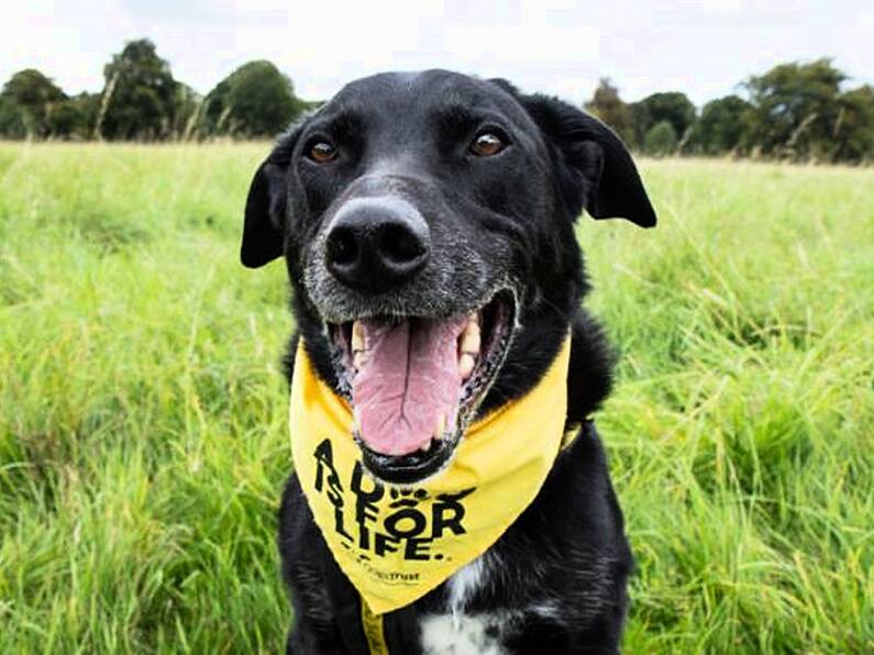 Labrador has Christmas wish granted after waiting eight years for adoption