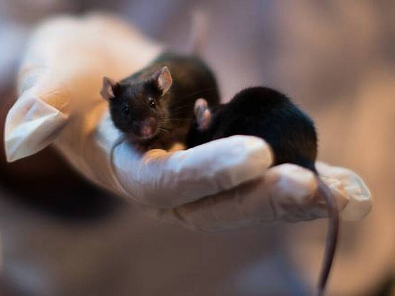 Mice with two fathers created in scientific breakthrough