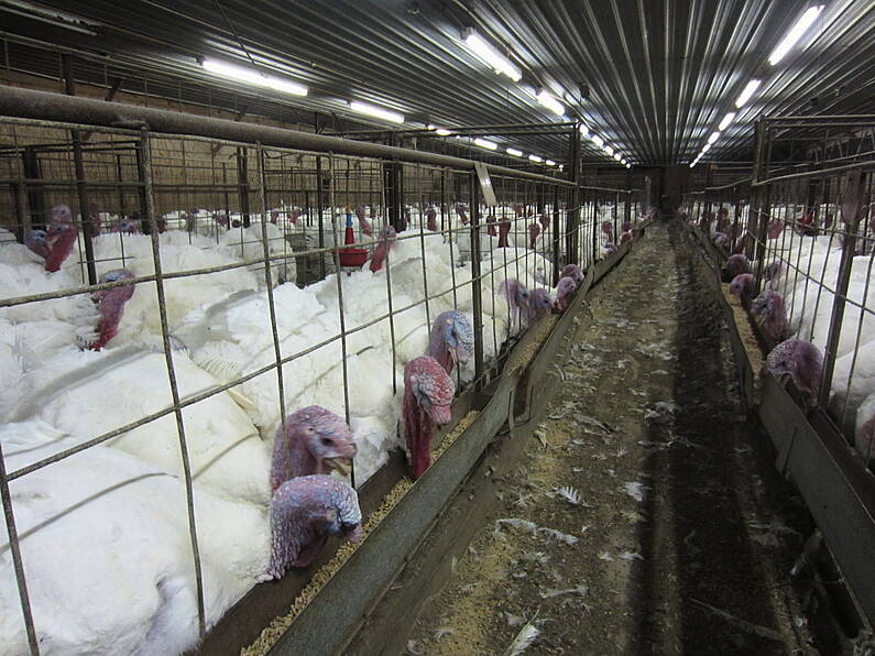 Flock of Irish turkeys culled to prevent spread of new bird flu strain