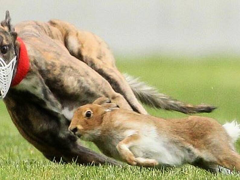 Animal rights protestors call for end to hare coursing in Tipperary