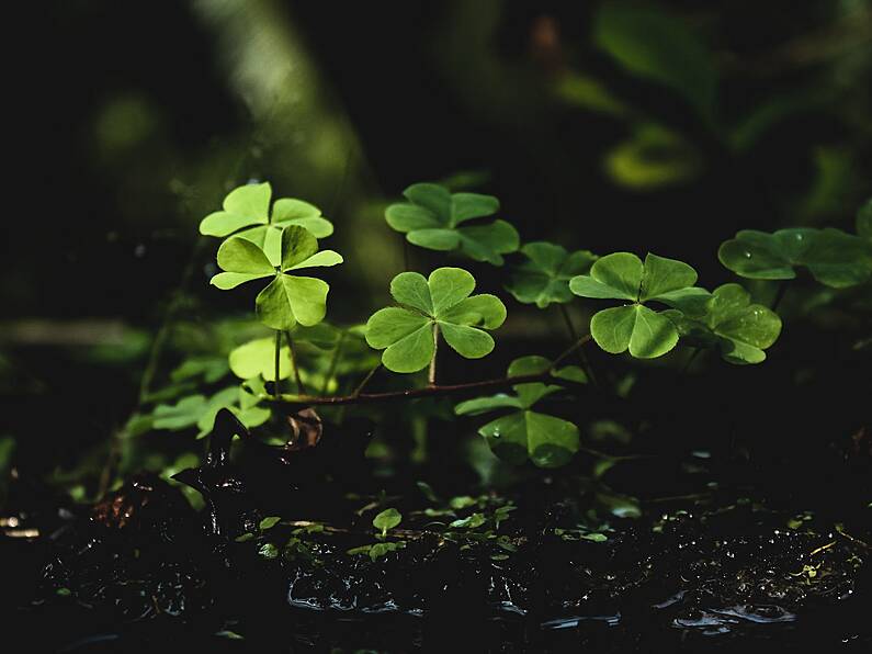 Waterford to host Ireland’s largest virtual St. Patrick’s Day Parade