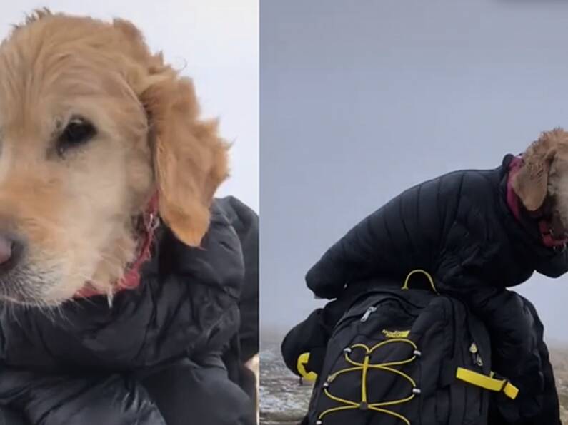 Couple rescue dog stranded in Wicklow Mountains for two weeks