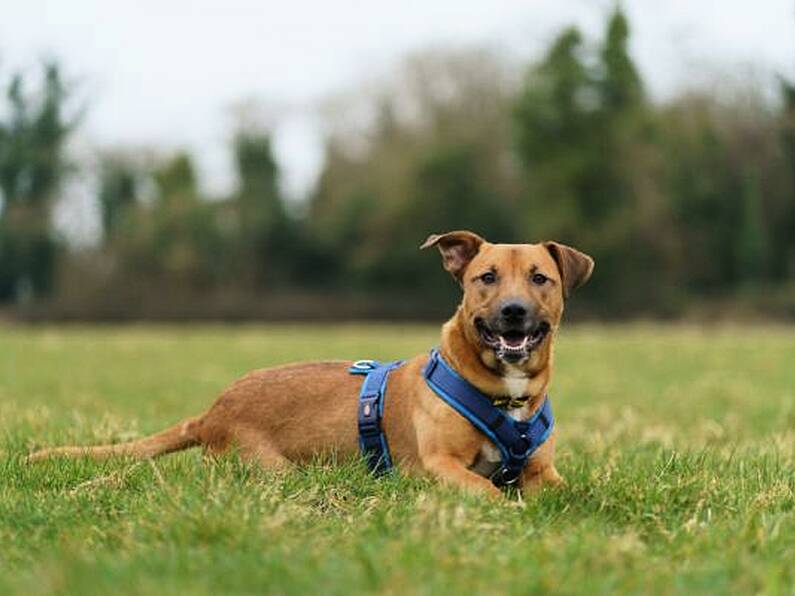 Dogs Trust received 172 requests to surrender dogs after Christmas