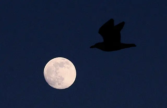 Pink supermoon lights up the dawn skies