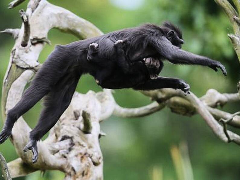 Monkeys remind Micheál Martin of politicians during Dublin Zoo visit