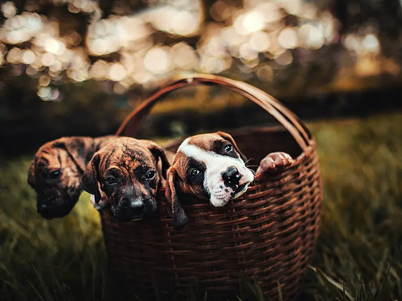Pet owners urged not to give their dogs chocolate this weekend