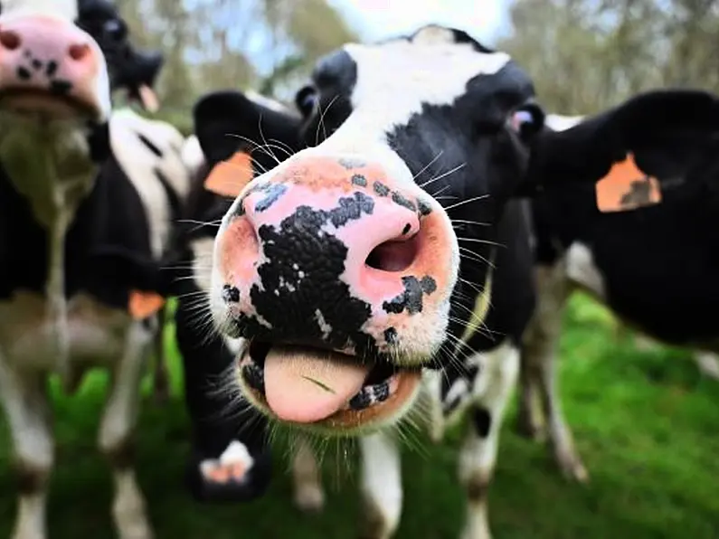 An Taisce's challenge to Kilkenny cheese plant to be heard next month