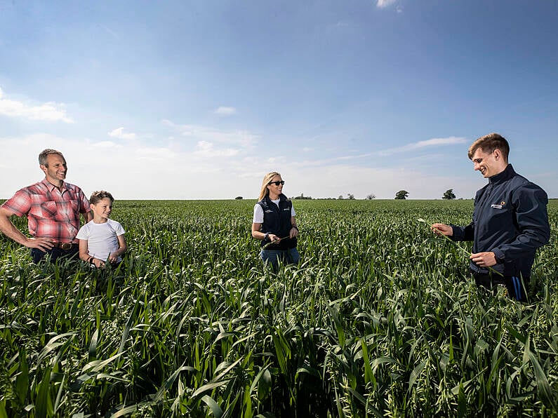 Glanbia Ireland seeks additional gluten-free oat growers