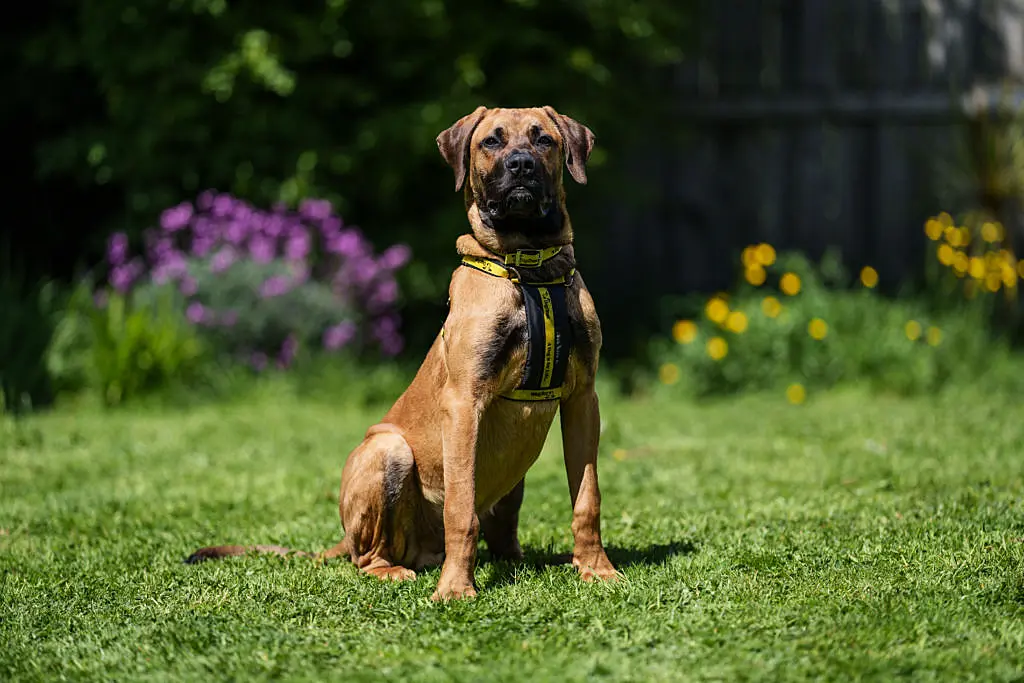 Dogs Trust seeks home for young dog with life-limiting condition