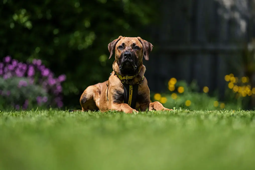 Dogs Trust seeks home for young dog with life-limiting condition