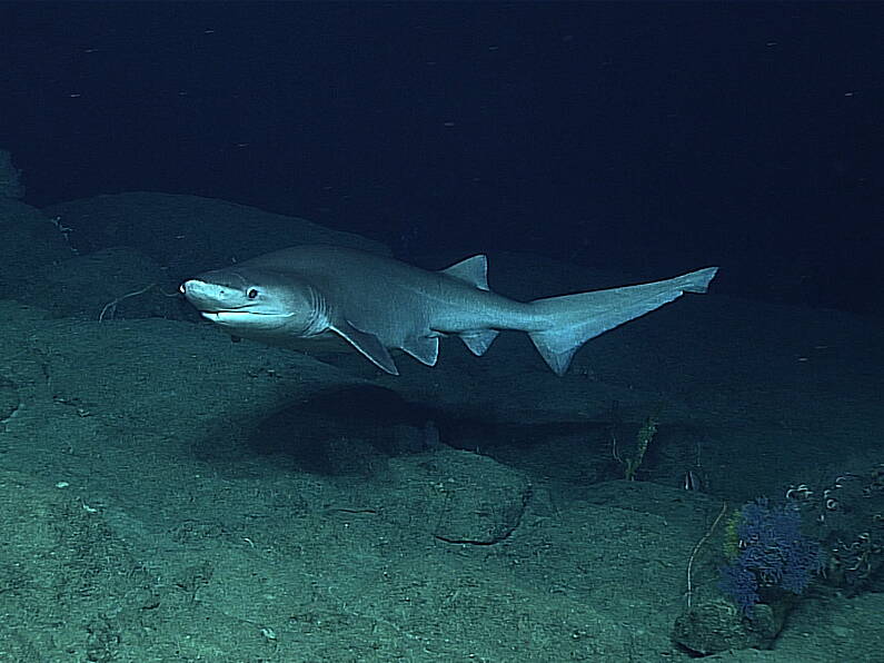 Rare species of shark filmed off Irish coast