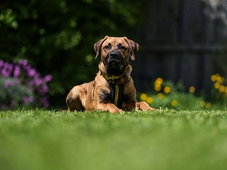 Dogs Trust seeks home for young dog with life-limiting condition