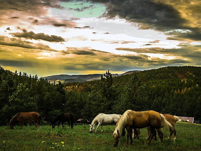 Around 4,000 horses slaughtered in British and Irish abattoirs since 2019