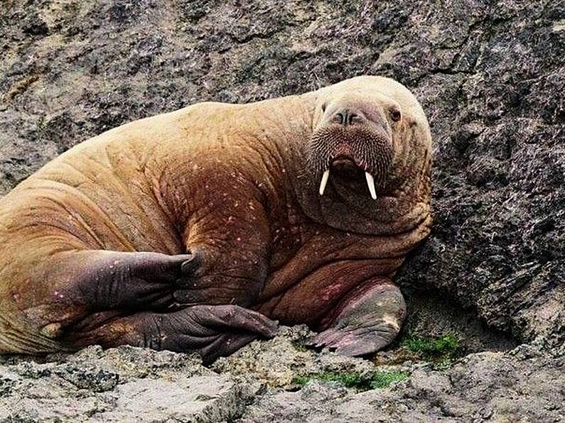 Wally the Walrus returns to Ireland and visits Waterford