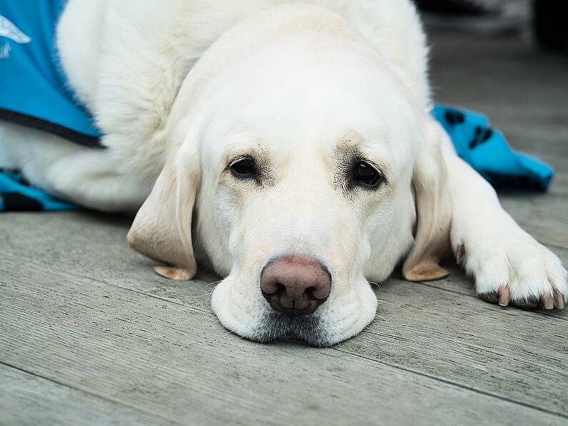 Astonishing number of "pandemic puppies" are being given up post-lockdown