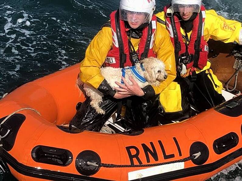 Dunmore East RNLI rescues dog after 30m cliff fall