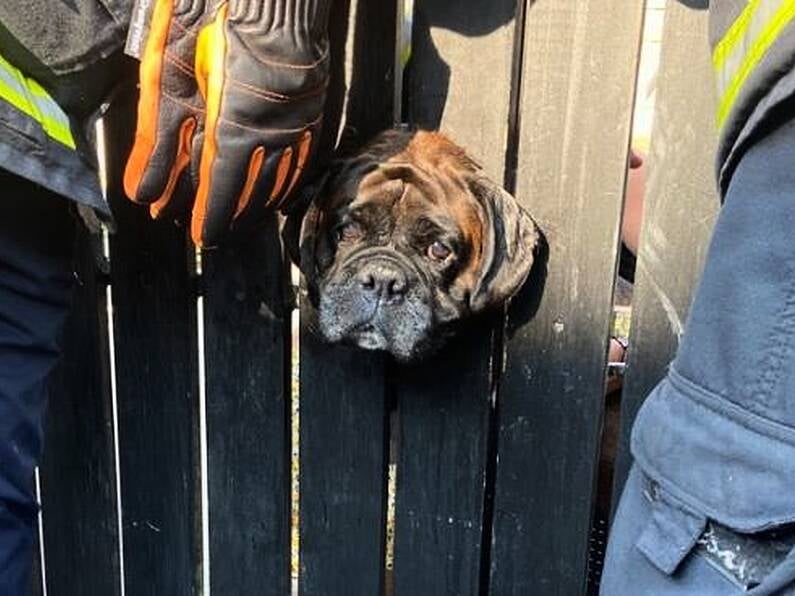 Waterford fire service rescue a boxer dog who got stuck in a fence