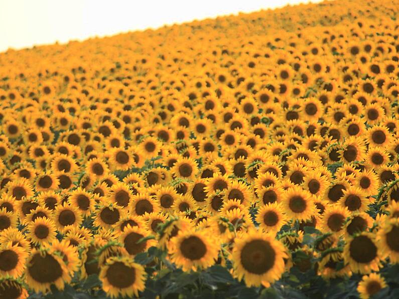 80,000 sunflowers bloom for suicide prevention in Kilkenny