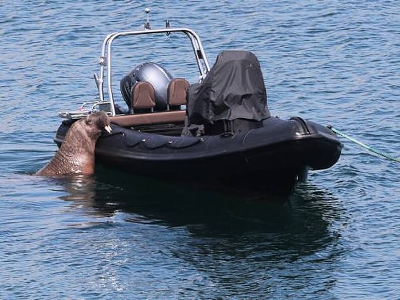 Public urged to keep distance from Wally the walrus along Cork coast