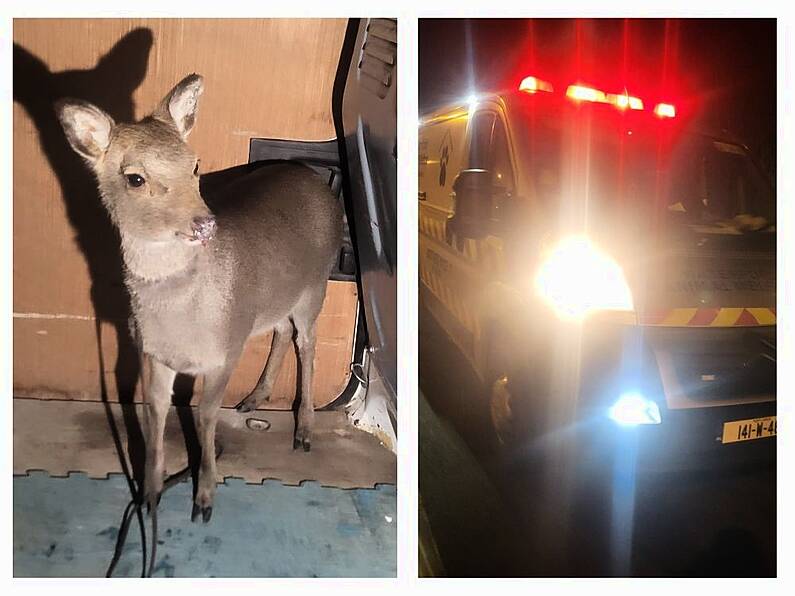 Young baby deer rescued after it was found injured at Belview Port