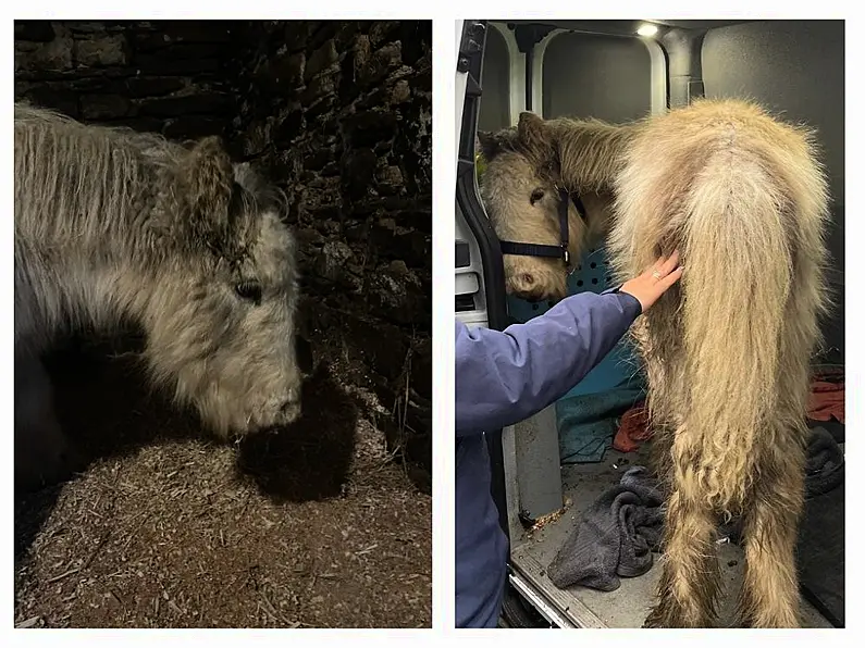 Wexford rescue charity name neglected foal 'Nollaig' hours before he died