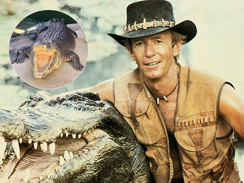 Crocodile from the movie 'Crocodile Dundee' dies