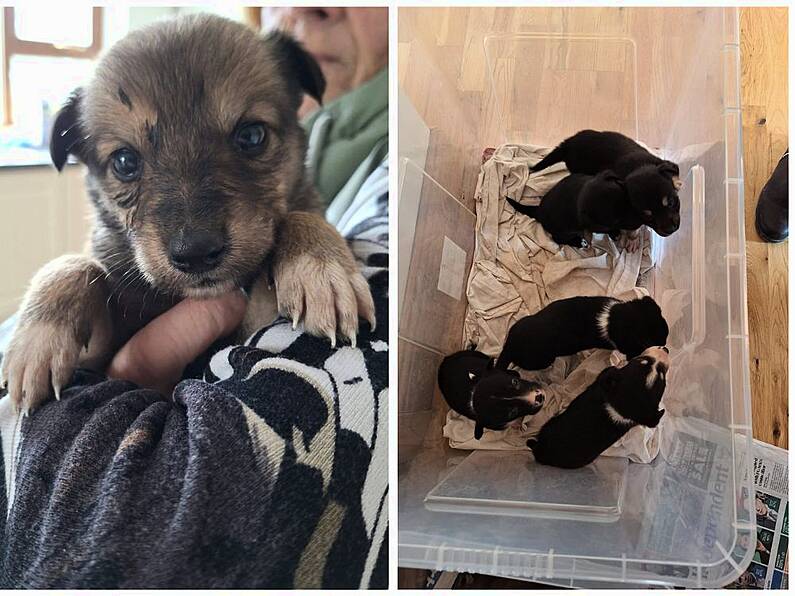 10 puppies found abandoned on Mount Leinster