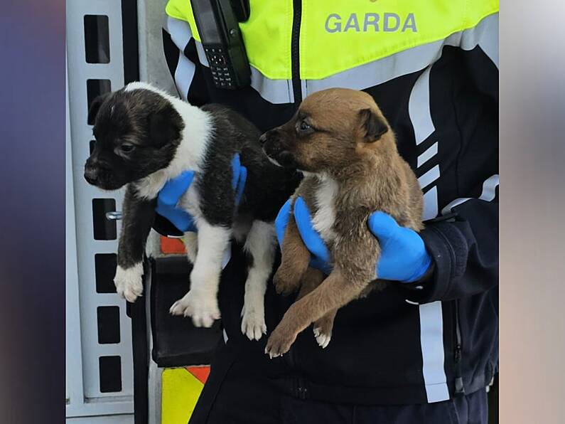 Kilkenny Gardaí rescue group of abandoned puppies