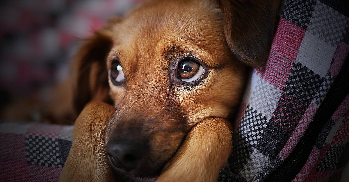 Stressed dog owners may be making their pets depressed