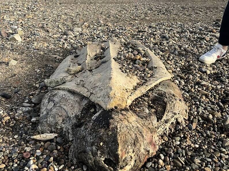 Endangered turtle remains found on Waterford beach