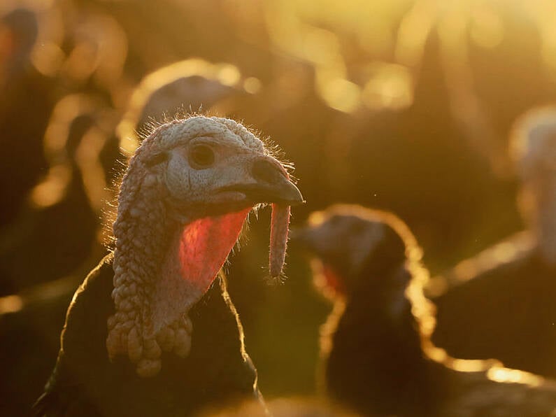 Avian bird flu cases discovered in Monaghan turkey flock