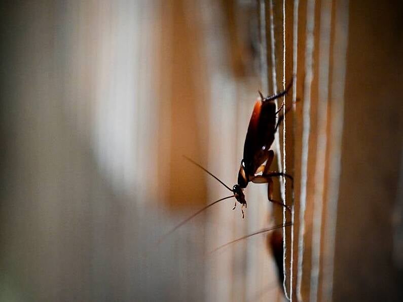 Live cockroaches and overflowing sewage found in Dublin food businesses