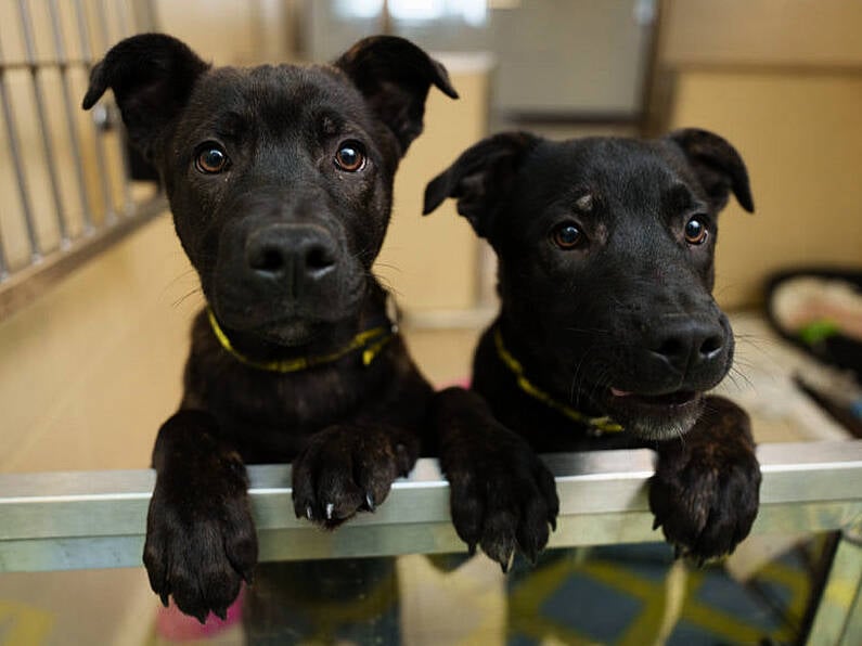 Dogs Trust records 82% increase in people wanting to give up their dogs