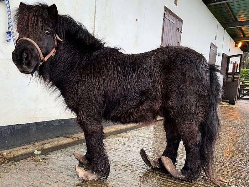 Pony with severely overgrown hooves rescued by ISPCA in Tipp