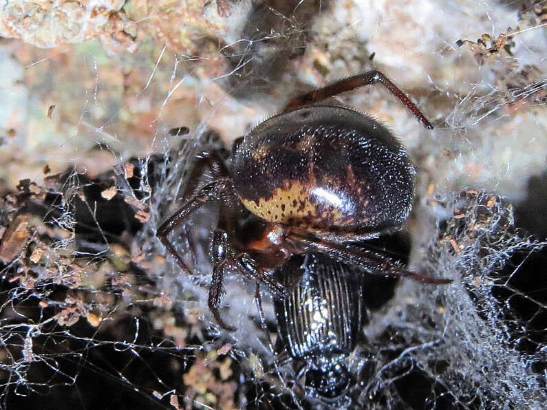 Warning issued over false widow spiders in Ireland