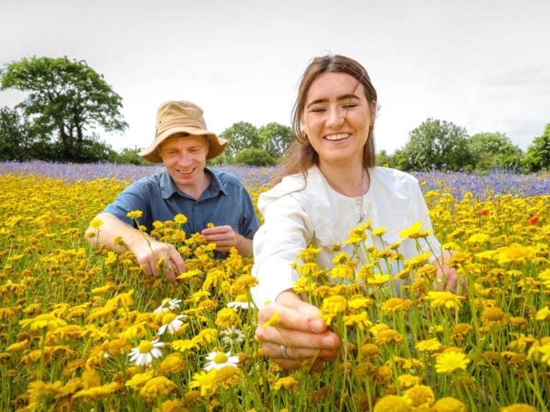 Waterford firm says Birds and bees ‘secret weapons’ to raising happiness levels