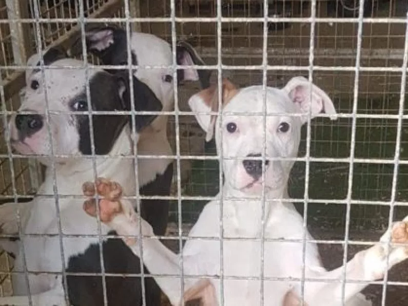 Six dogs seized amid suspected dangerous breed offences