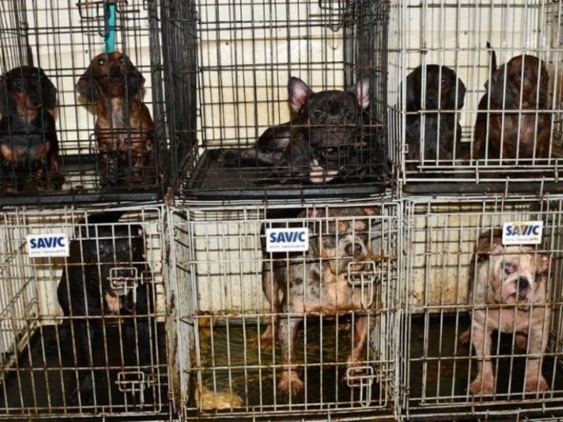 Four charged by Gardaí after 38 dogs found living in inhumane conditions