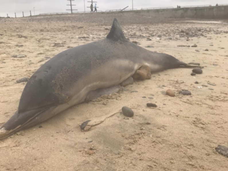 Dolphin and whale wash up on separate beaches in Wexford