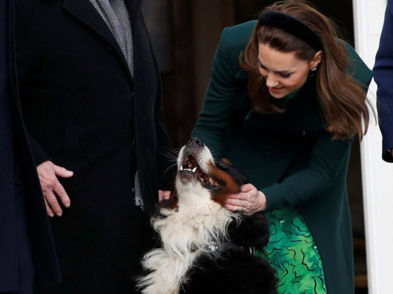 Tributes paid to Michael D Higgins' dog Bród who died at the weekend