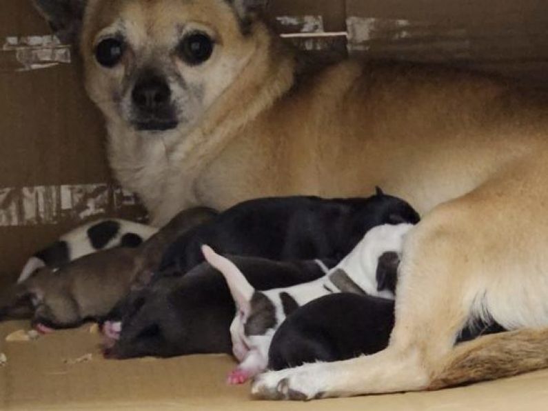 Litter of puppies found abandoned in cardboard box beside bin