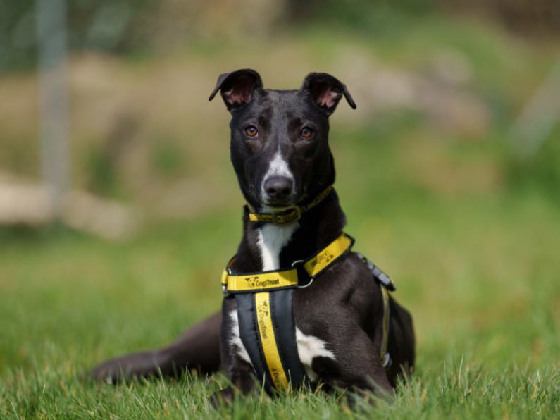 Dogs Trust looking to find a home for 'miracle dog' Gracie
