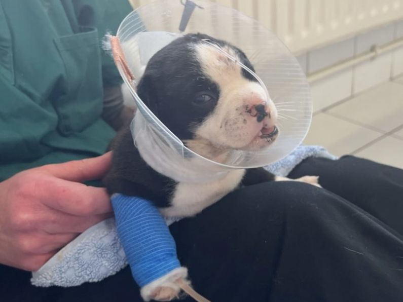 DSPCA appeals for help after puppy found with horrific head injuries