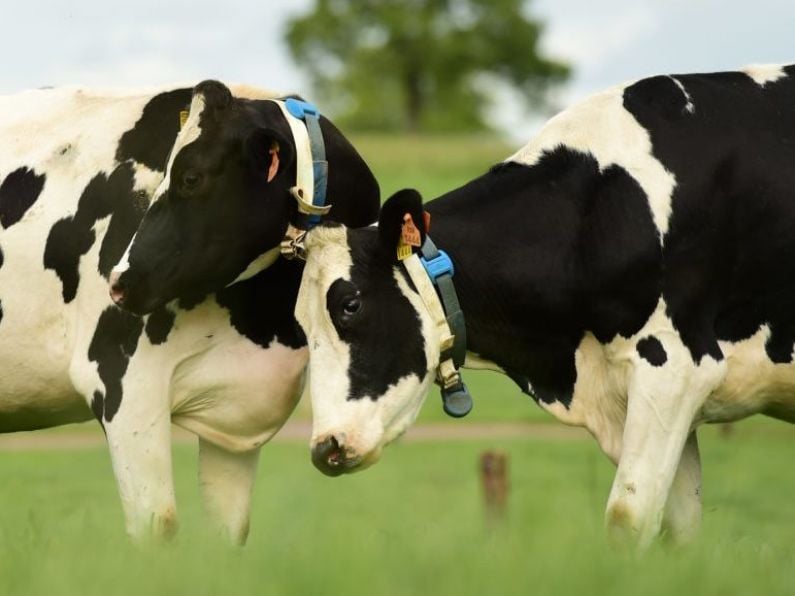 ‘Tinder for Cows’ matchmaking service to help Irish dairy farmers