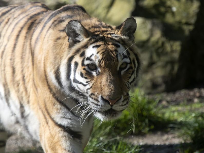 Dublin Zoo disputes allegations of mistreating animals