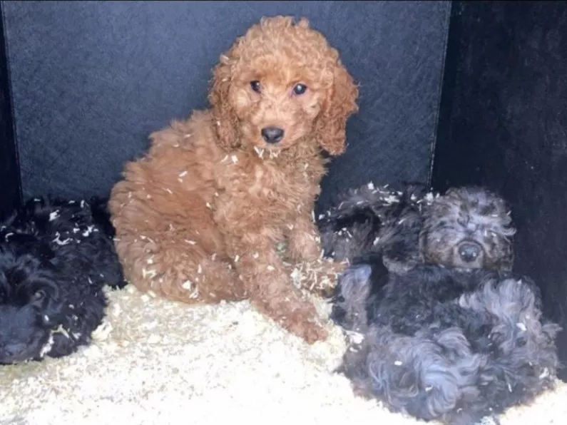 57 puppies seized in cross-border smuggling
