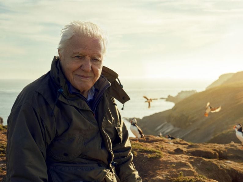 David Attenborough to showcase Irish wildlife in new series